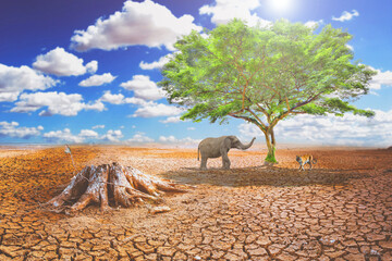 
Concept of environmental change and global warming. The soil is broken due to drought and the...