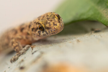 Macro of a lizard. Close up of a wall lizard.

