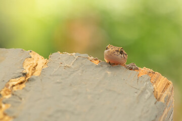 Macro photo of a lizard's head on top of wood.A funny moment. 
