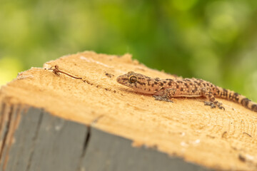Lizard climbing a wood chop. Close up view.
