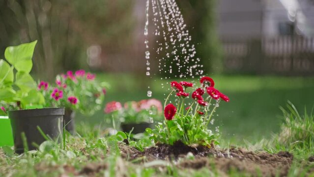 Slow motion video of watering flowers in the garden with water. A woman takes care of plants and grows flowers in the ground.