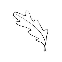 Vector illustration of an oak leaf. Doodle and outline elements of nature design. Black contour isolated on white background