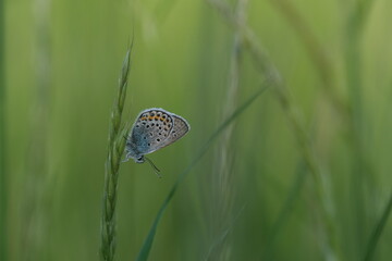 Horizontal image of a common blue butterfly