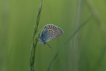 Horizontal image of a common blue butterfly