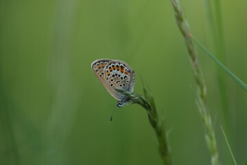 Beautiful butterfly close up on a plant