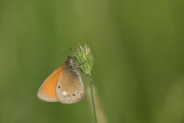 Close up of the chestnut heath butterfly in nature
