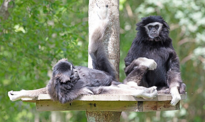 Two gibbons are dedicated to cleaning the fur