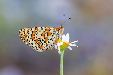 Beautiful iparhan butterfly ; Melitaea trivia ( Syriaca )