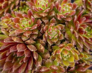 Houseleek closeup