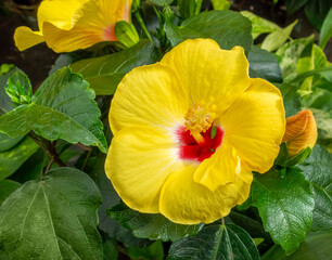 Yellow Hibiscus flower