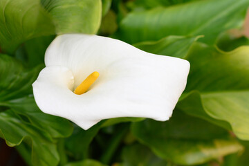 Calla blossom close-up view surrounded by green leaves