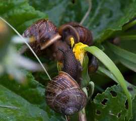 Snails eat dandelion. Garden pests.