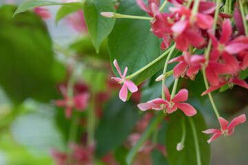 pink flowers in indoor botanical garden.
