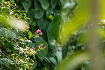 Purple flowers viewed from the opposite side. indoor botanical garden