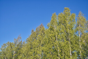 Fototapeta na wymiar green leaves of the birches against blue sky