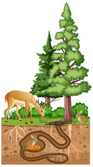 Underground animal hole in cartoon style