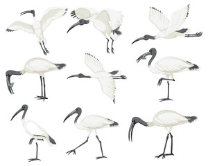 Set of Australian white ibis