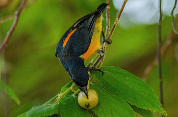 the bird is eating fruit
