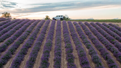 Campi di lavanda in fiore a Sale San Giovanni