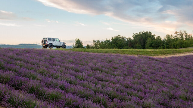 Campi di lavanda in fiore a Sale San Giovanni