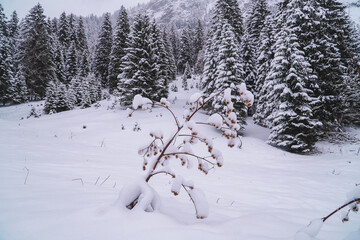 Winter landscapes with snowy forests and plants in Tannheim, Austria