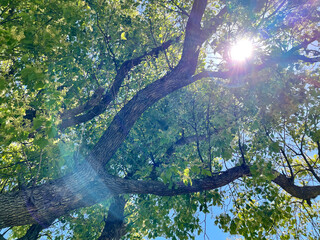 木陰から見る太陽の木漏れ日