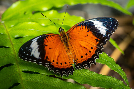 Closeup of the Orange Lacewing butterfly