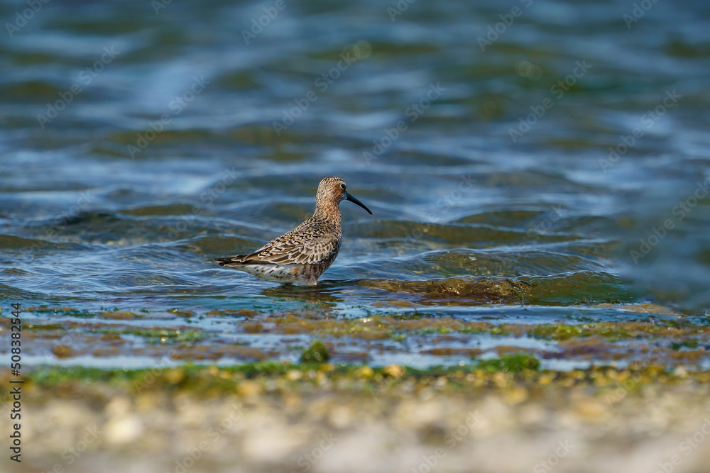 Poster curlew sandpiper (calidris ferruginea) feeding on the lake shore