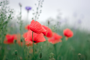Close up of a wild red poppy flower on a meadow