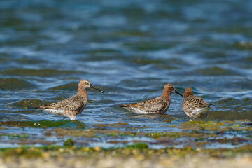 Curlew Sandpiper (Calidris ferruginea) feeding on the lake shore