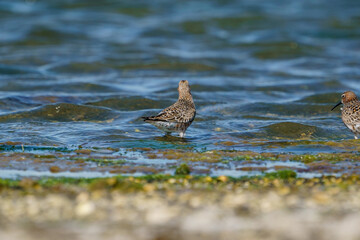 Curlew Sandpiper (Calidris ferruginea) feeding on the lake shore