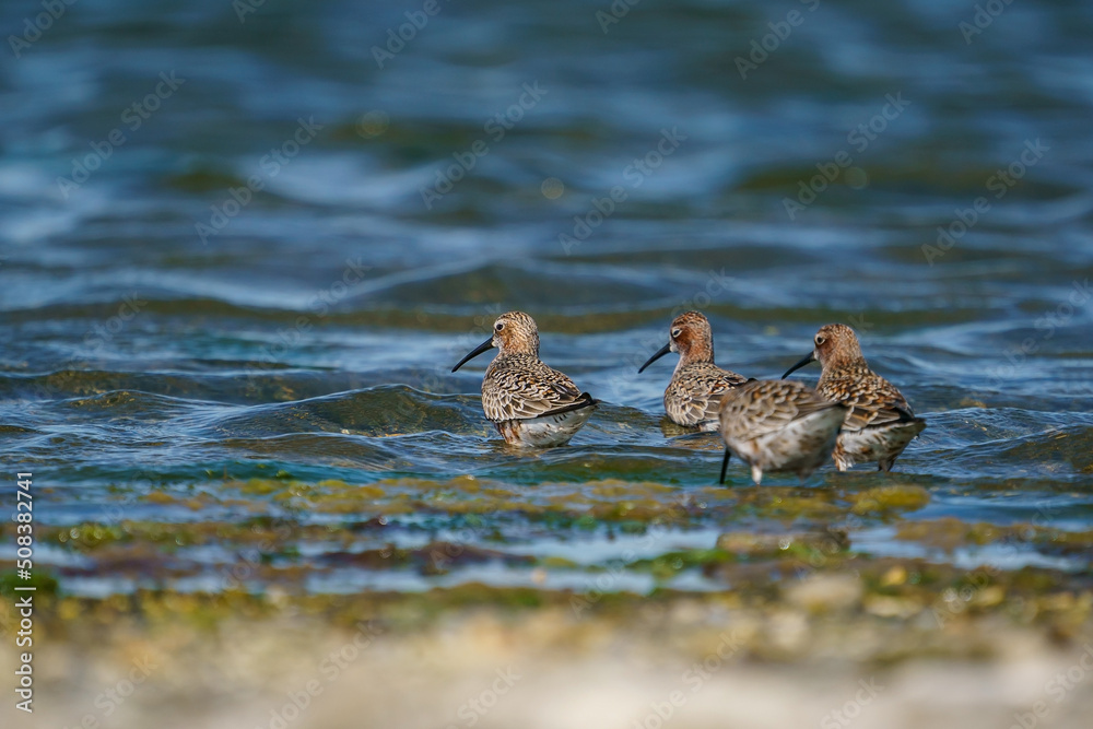 Poster curlew sandpiper (calidris ferruginea) feeding on the lake shore