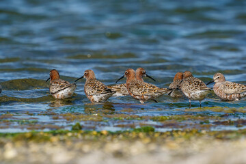 Curlew Sandpiper (Calidris ferruginea) feeding on the lake shore