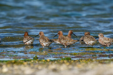 Curlew Sandpiper (Calidris ferruginea) feeding on the lake shore