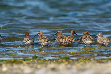 Curlew Sandpiper (Calidris ferruginea) feeding on the lake shore
