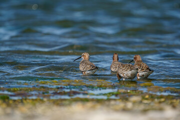 Curlew Sandpiper (Calidris ferruginea) feeding on the lake shore