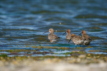 Curlew Sandpiper (Calidris ferruginea) feeding on the lake shore
