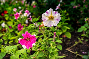 pink flowers in the garden