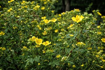 Obraz premium yellow flowers in the garden