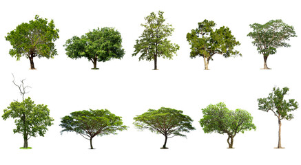 Isolated trees on white background , The collection of trees, Exotic tropical tree for design.