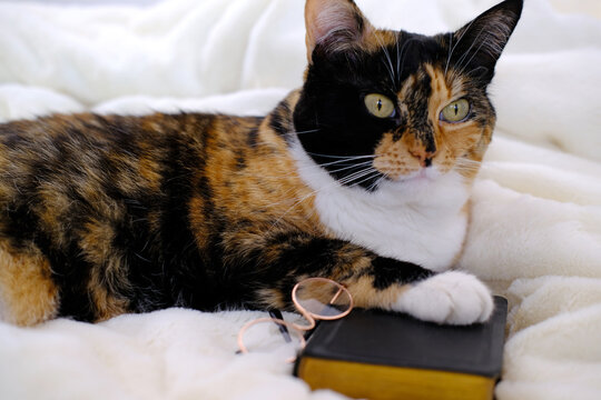 close-up of beautiful brown tricolor adult smart cat proudly lies on white soft plush blanket, paw on black cover book, family bible, concept of knowledge, importance of education
