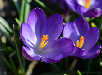 blooming spring flowers crocus growing in wildlife. Purple crocus growing from earth outside.