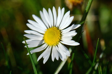 Obraz premium Closeup of a beautiful yellow and white Marguerite, Daisy flower