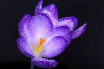 A bright purple blooming crocus flower with yellow orange pollen macro photography on dark background. Blooming spring flowers crocus.lilac crocus flowers isolated on black background.