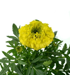 Marigold flower isolated on white background. Tagetes. yellow flower of a marigold (Tagetes species) isolated against a white background.