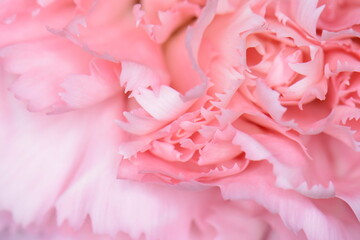 Macro carnation texture background. Full frame petals backgrounf. Abstract natural background. Selective focus.