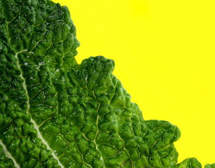 fresh savoy cabbage leaf as a texture. Macro of a green Savoy cabbage leaf. Green abstract background and texture 