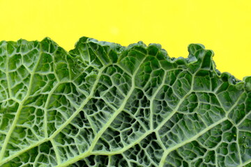 fresh savoy cabbage leaf as a texture. Macro of a green Savoy cabbage leaf. Green abstract background and texture 