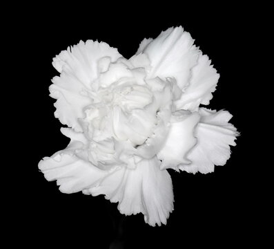 Macro carnation head isolated on black background. 