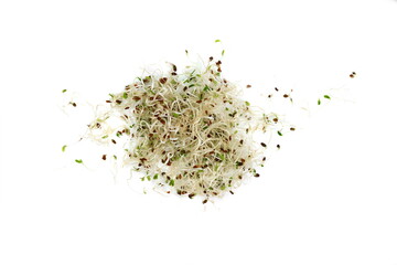 Microgreen sprouts of lucern on white background. Lucern germs isolated on white.